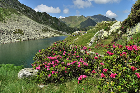 Anello Laghi di Porcile,Passo di Tartano, Cima-Passo di Lemma da Baita del Camoscio (28 giu.2020)- FOTOGALLERY